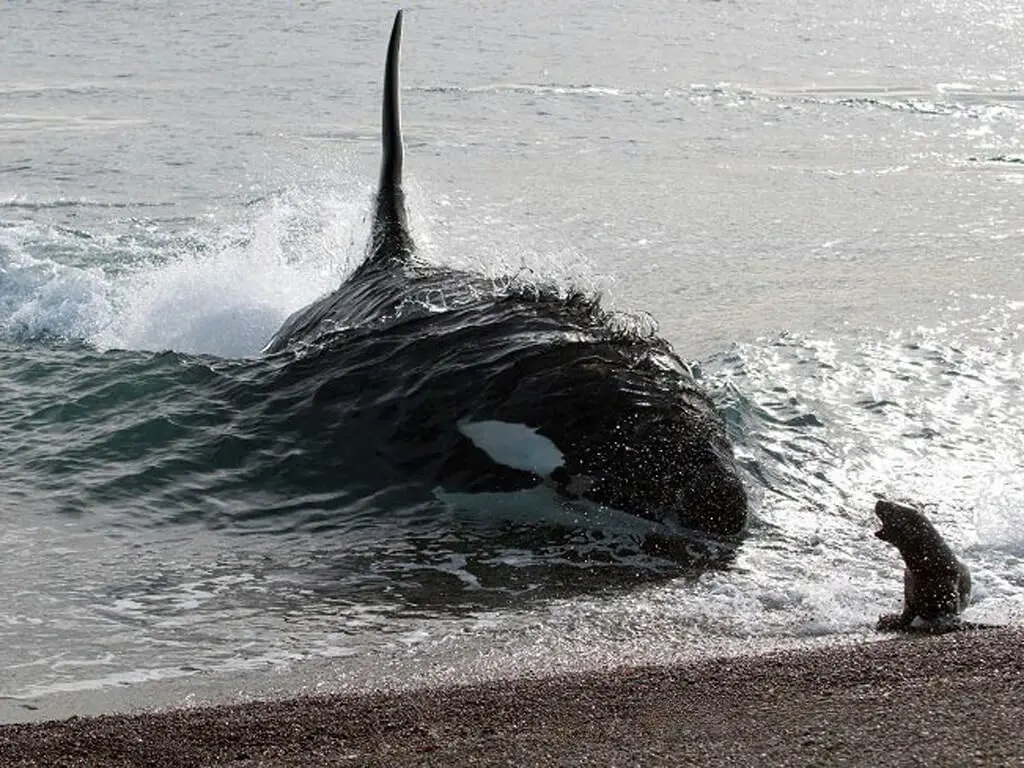 Orque attaque sur la plage